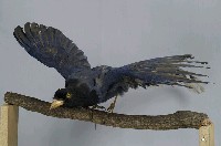 臺灣藍鵲藏品圖，第4張